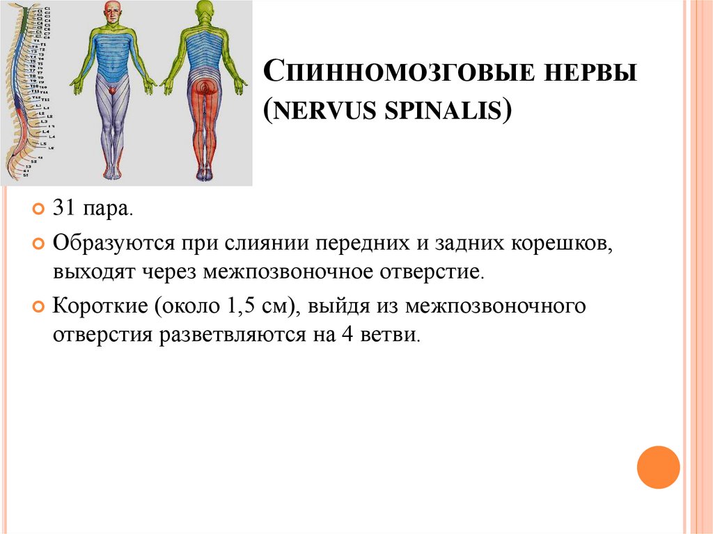 Ветви спинномозговых нервов