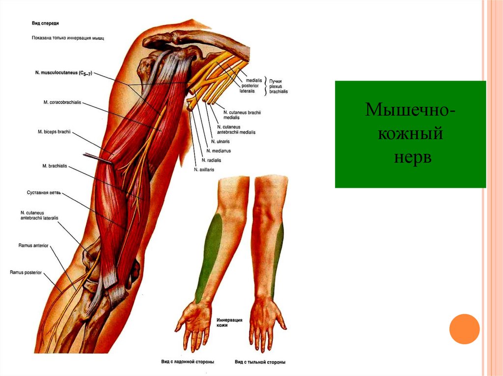 Мышечно кожный. Мышечно кожный нерв плечевого сплетения. Мышечно кожный нерв анатомия. Мышечно кожный нерв топография. Ход мышечно кожного нерва.