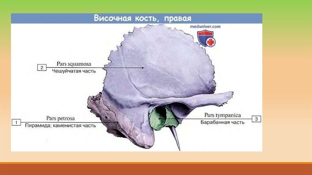 Височной кости латынь