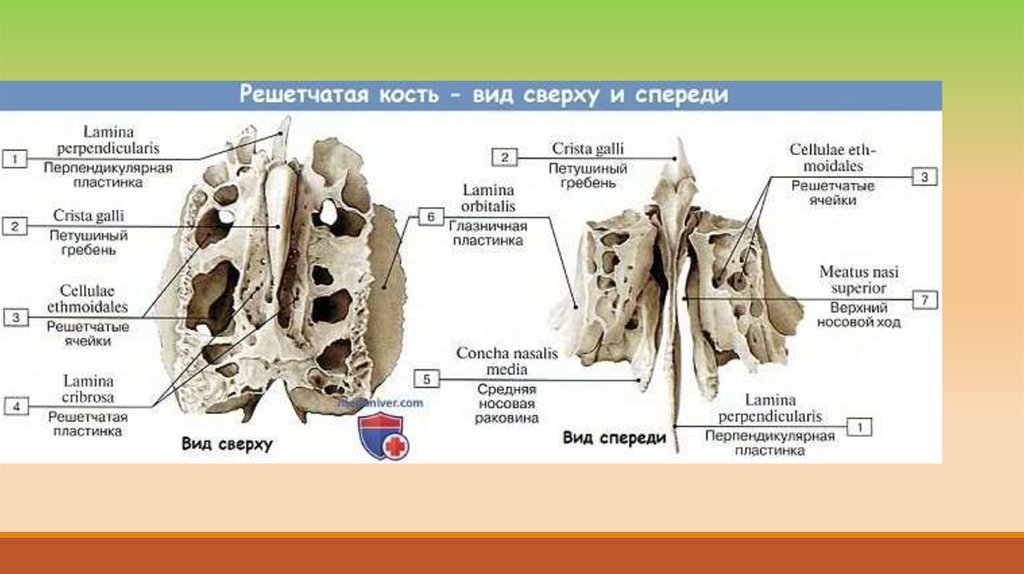 Как перенести рисунок на кость