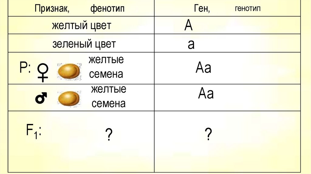 У гороха доминантный признак желтые семена