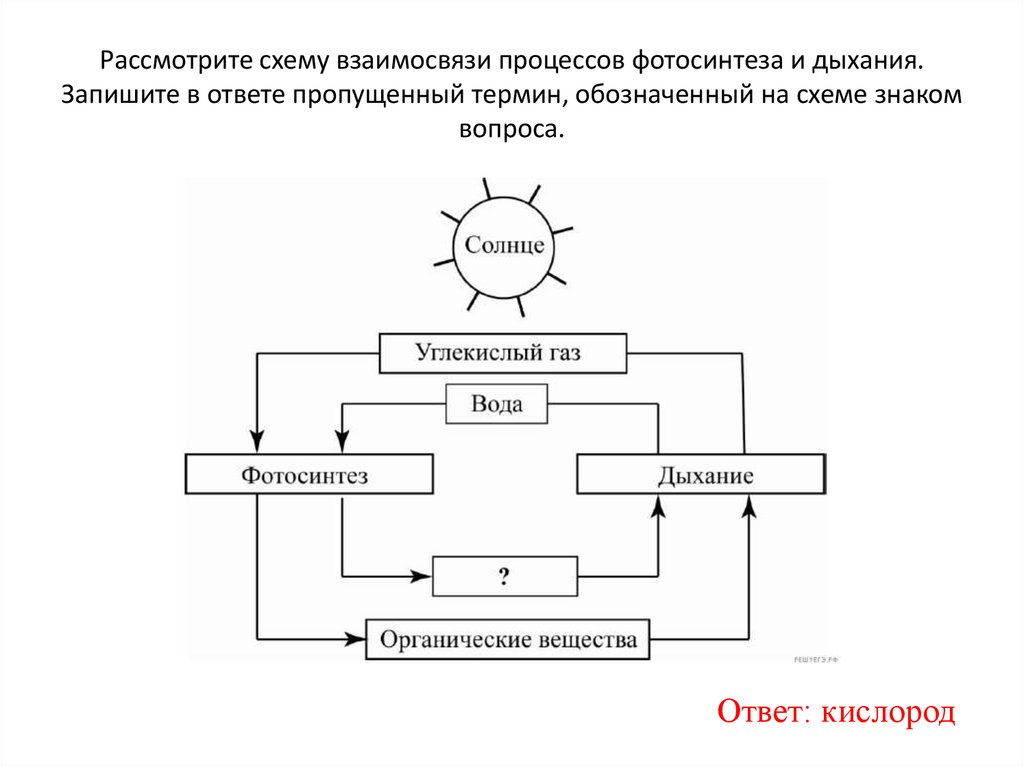 Последовательность фотосинтеза егэ биология. Схема фотосинтеза ЕГЭ. Фотосинтез схема ЕГЭ по биологии. Матричные процессы схемы ЕГЭ. Фотосинтез схема ЕГЭ Рохлова.