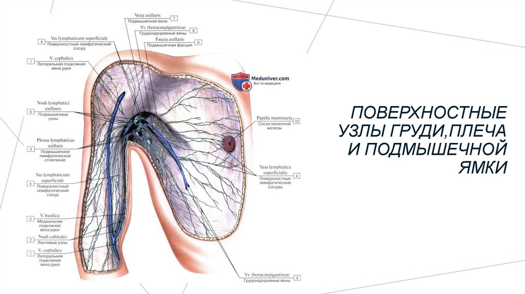 Подмышечные лимфатические узлы. Лимфа тугунлари даволаш.