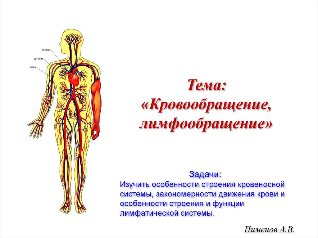 Кровеносная и лимфатическая система. Особенности строения кровеносной системы. Кровообращение и лимфообращение. Система органов крово и лимфообращения животных. Сосудистая система лимфообращение.