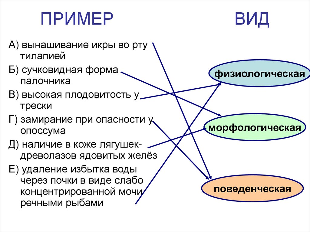 Тип примеров. Вид примеры. Разновидность примеры. Все виды примеров. Образцы виды.