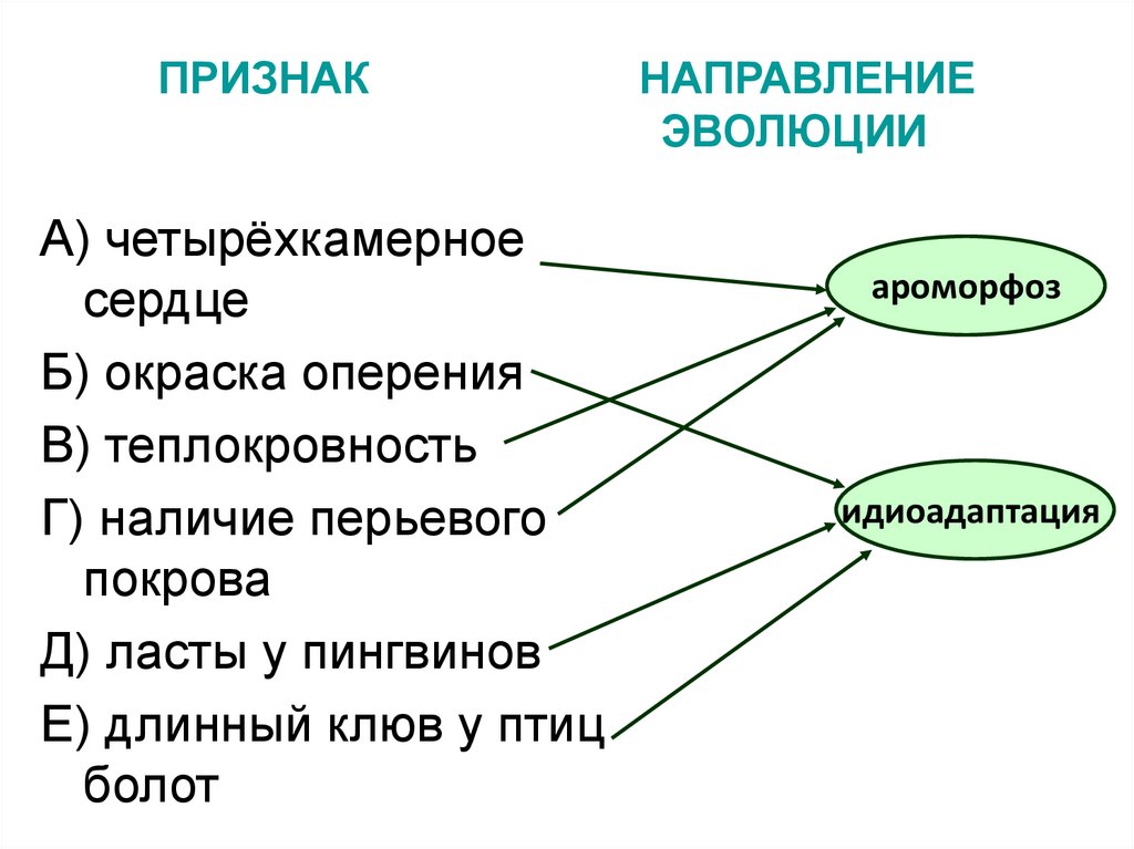 Направление эволюции тест