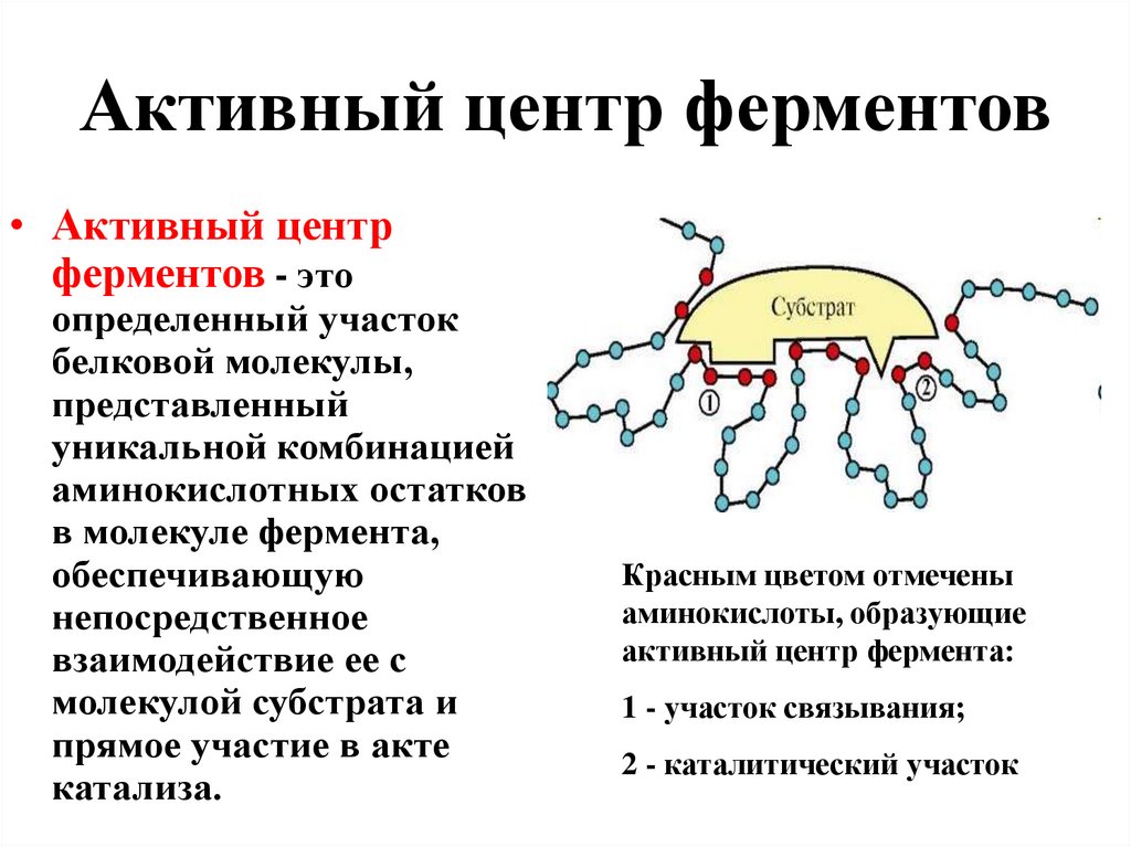 Активный центр фермента