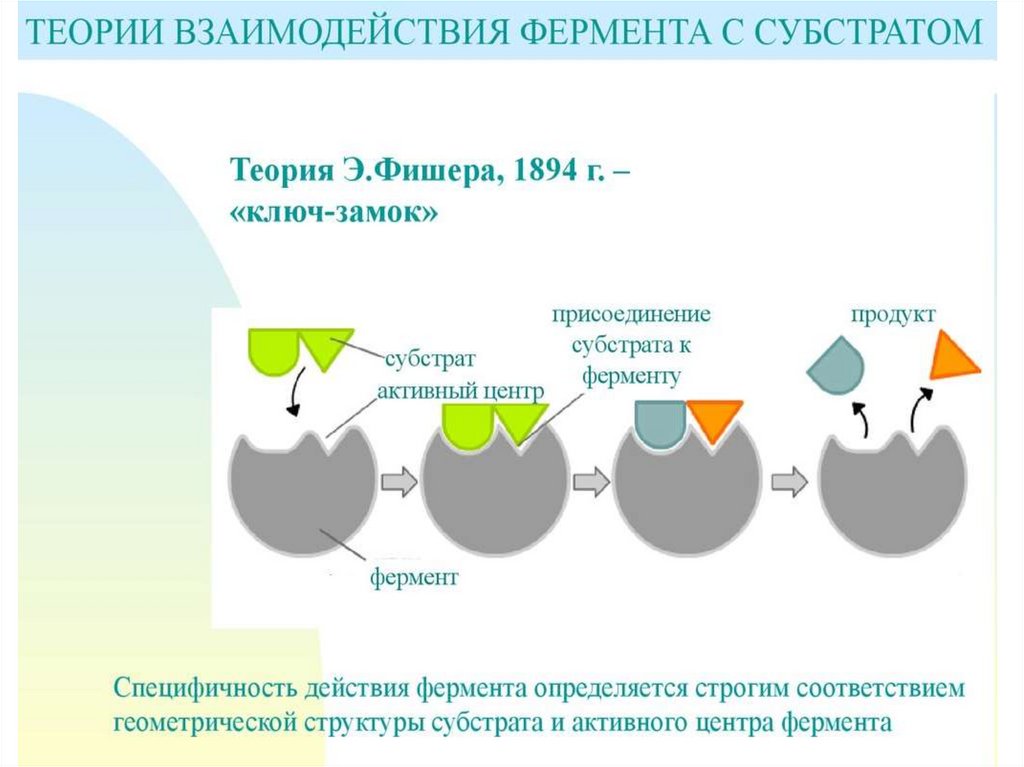 Схема ферментативной реакции