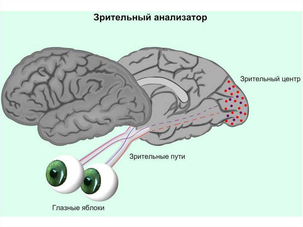 Схема строения зрительного анализатора 8 класс