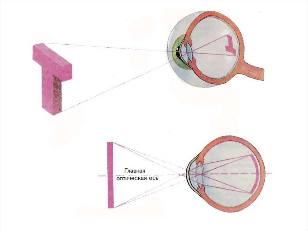 Глаз схема физика