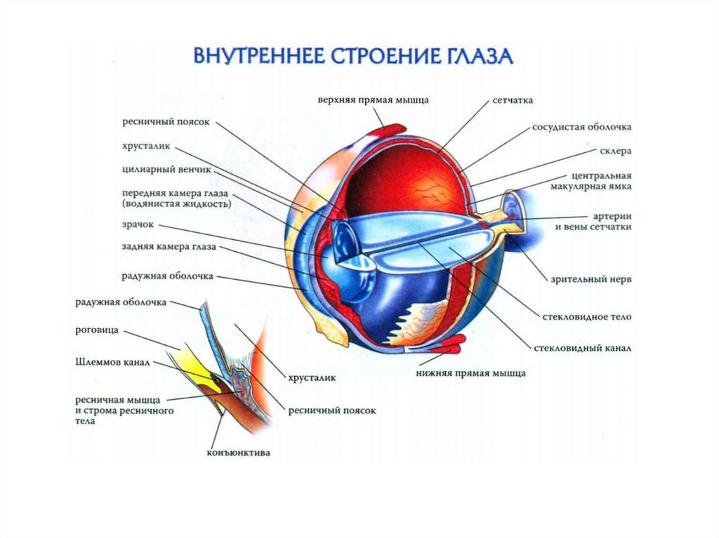 Зрительный анализатор строение глаза 8 класс конспект