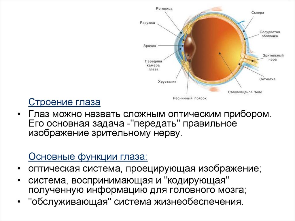 Основные функции зрения. Зрительный анализатор строение и функции глаза. Основные функции глаза. Камеры глаза функции. Структуры зрительного анализатора у млекопитающих.