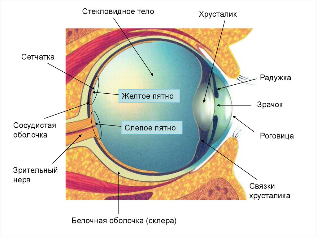 Рисунок глаза биология 8 класс