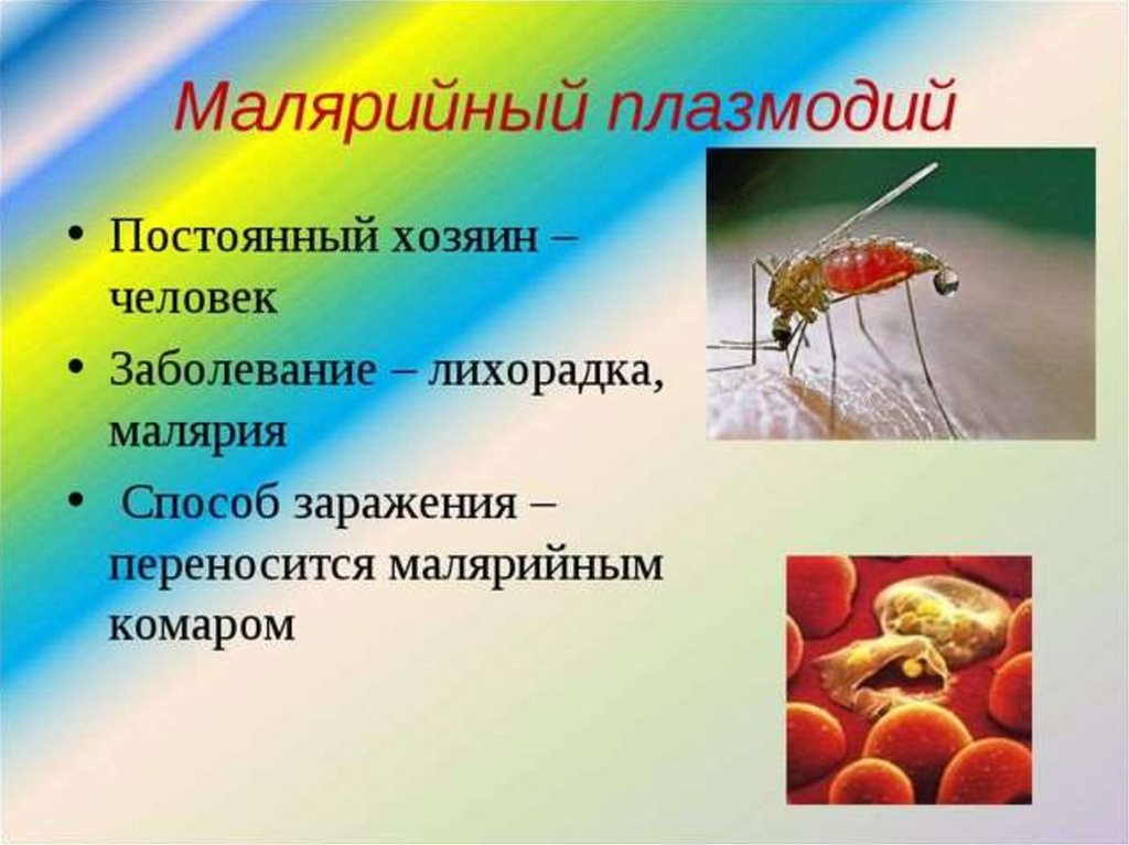 Особенность малярии
