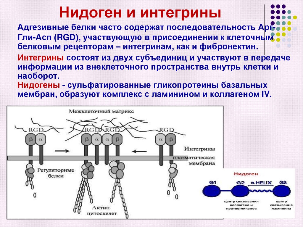 Биохимия соединительной ткани презентация