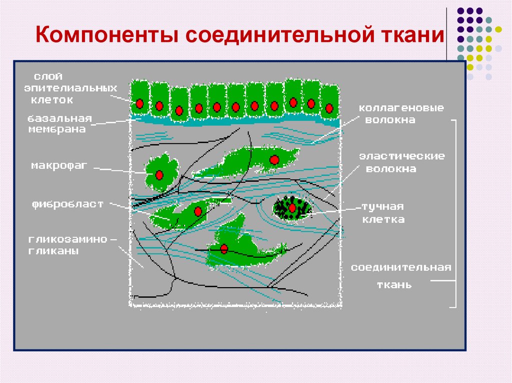 Биохимия соединительной ткани презентация