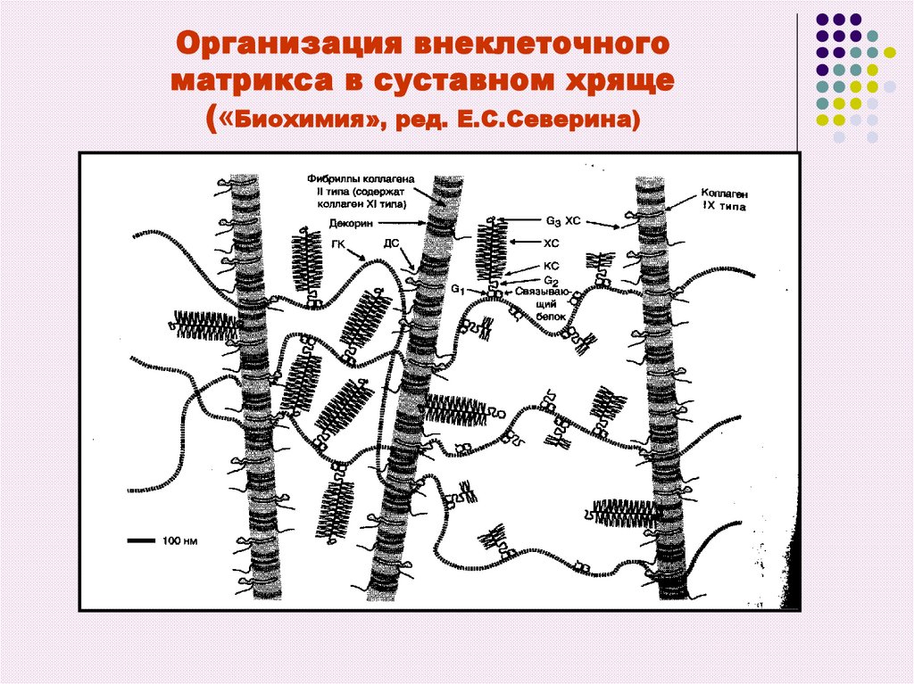 Биохимия соединительной ткани презентация