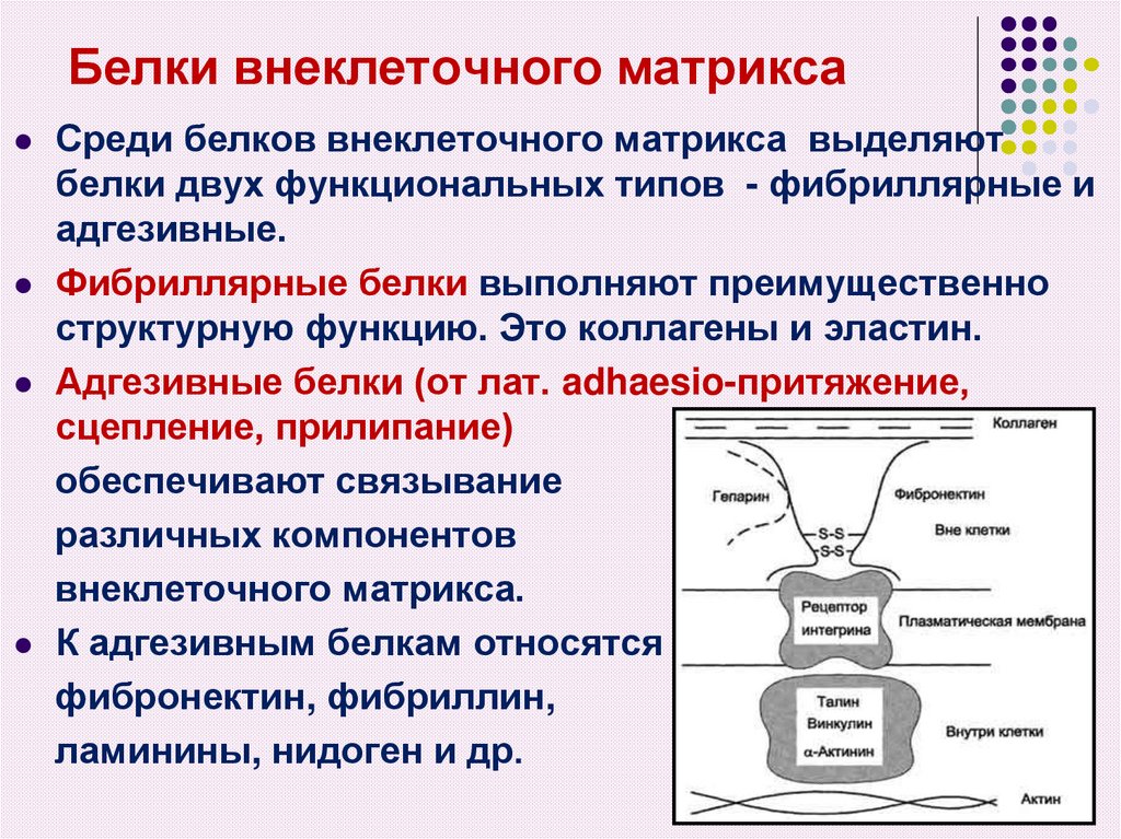 Внеклеточный матрикс