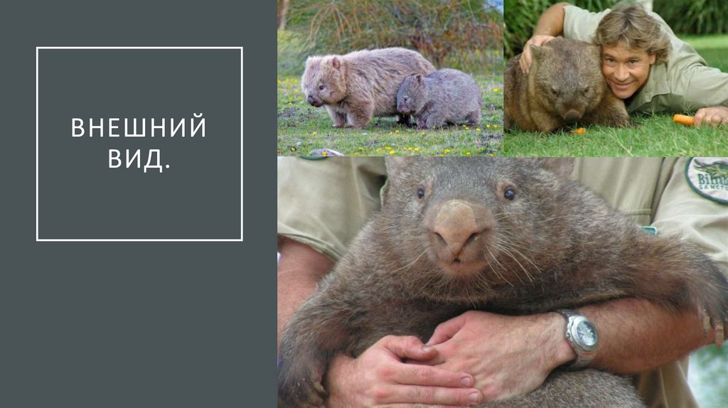 Вомбаты - презентация онлайн