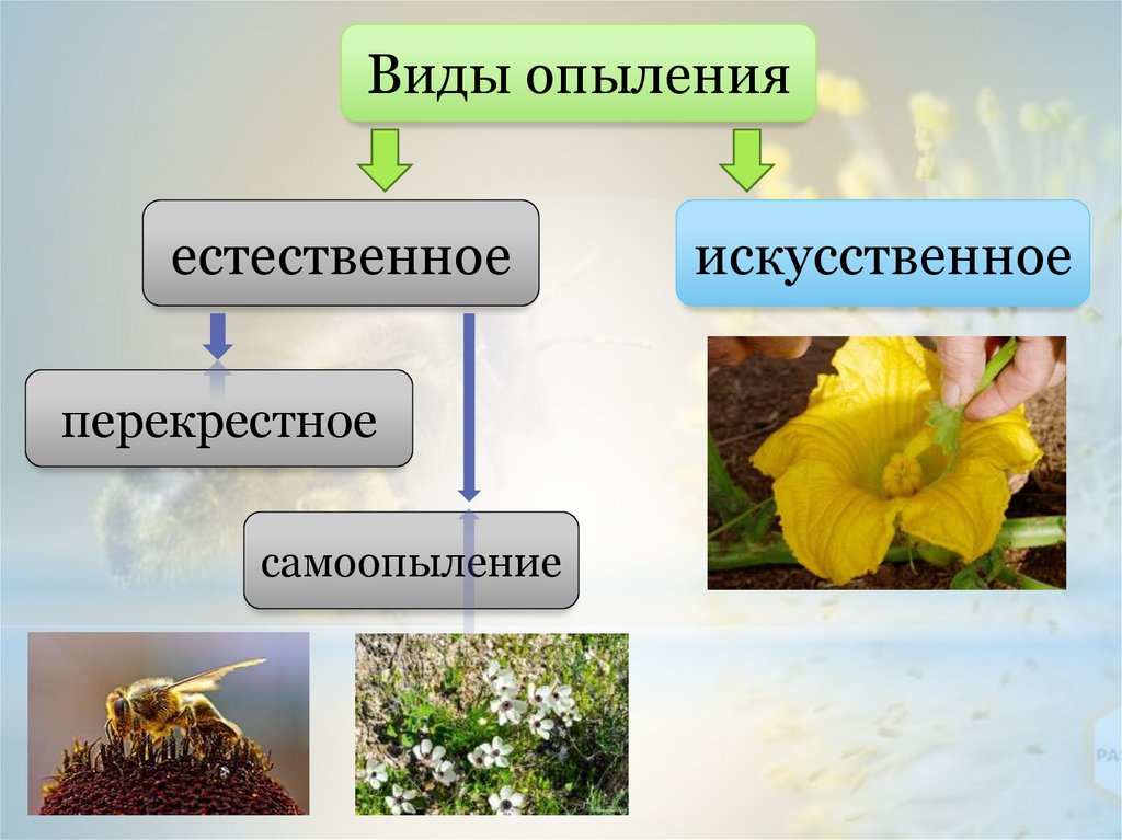 Перечислите виды опыления