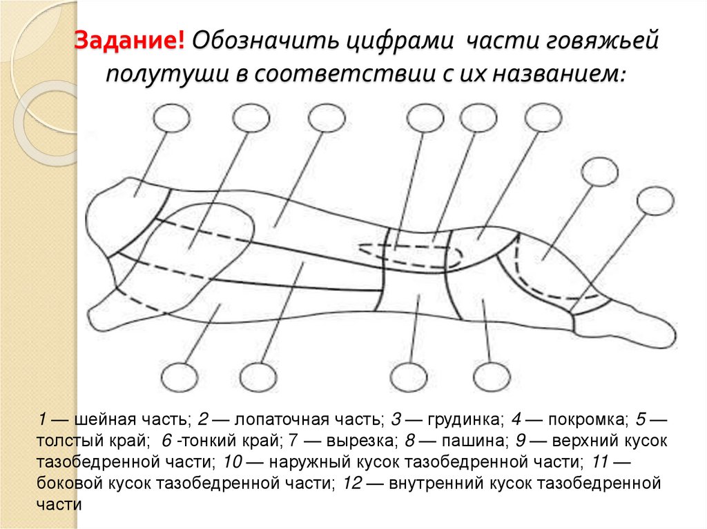 Схема разделки говяжьей полутуши