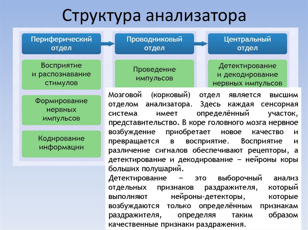 Состав анализатора входят отделы