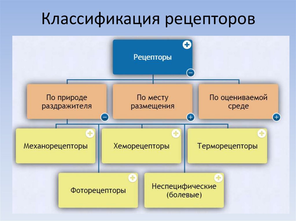 Классификация рецепторов