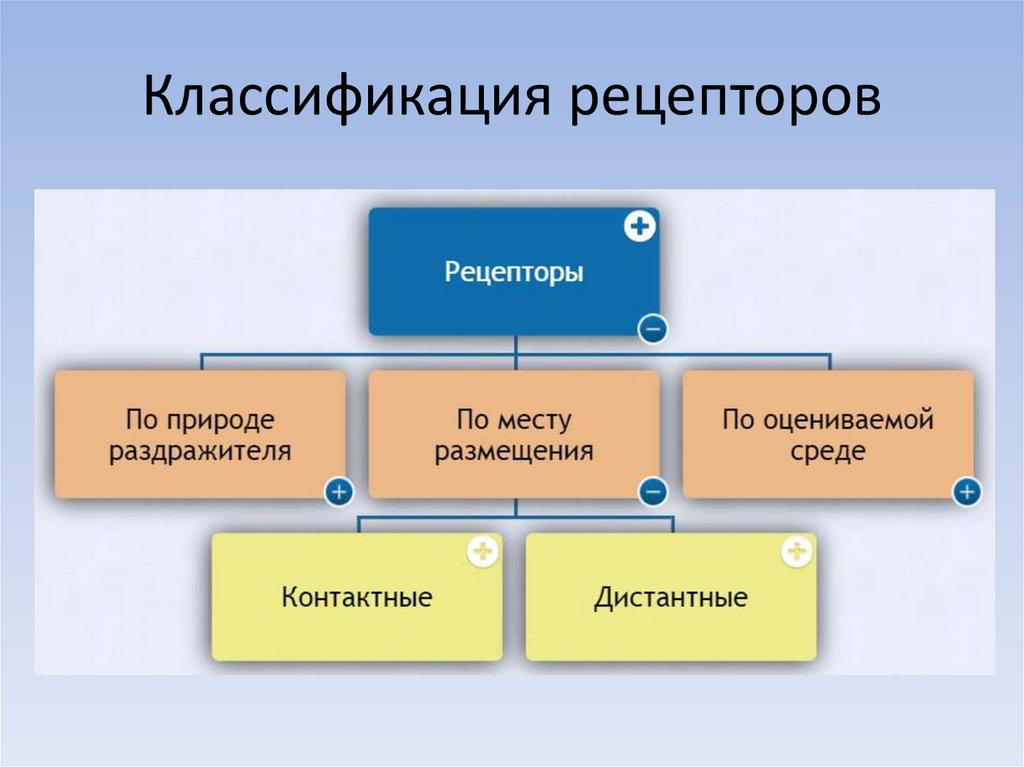 Классификация рецепторов
