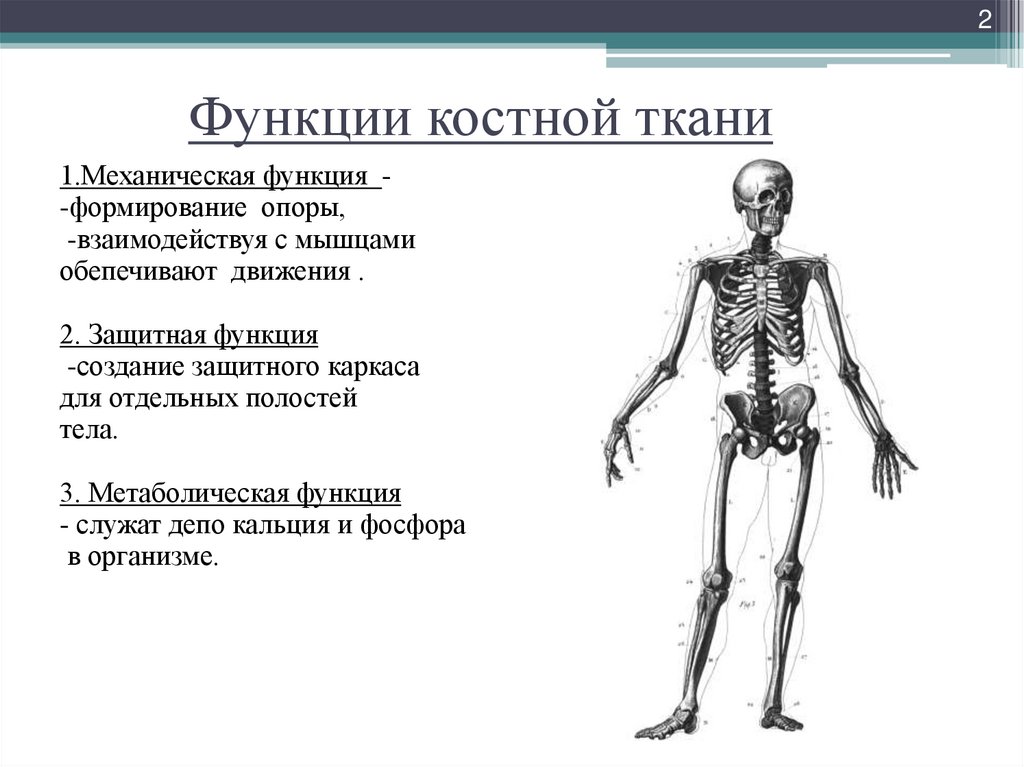 Функции костной ткани в организме