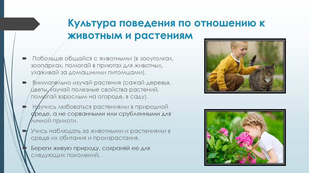 Культура поведения по отношению к животным и растениям