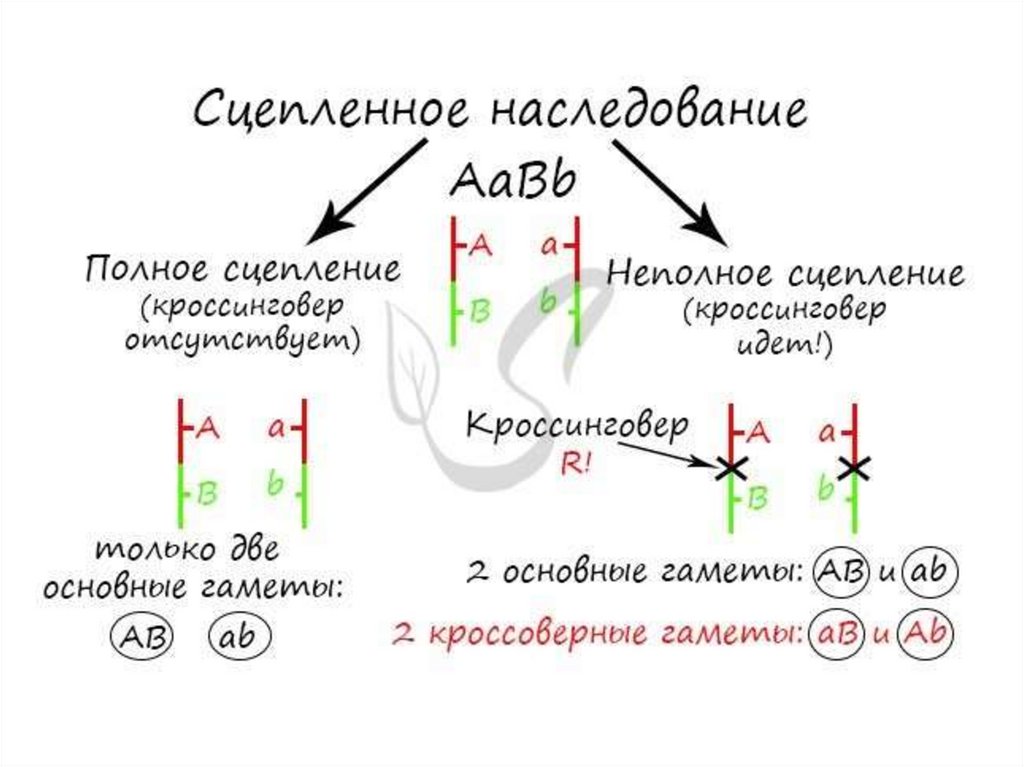 Схема взаимного расположения генов в одной группе сцепления это