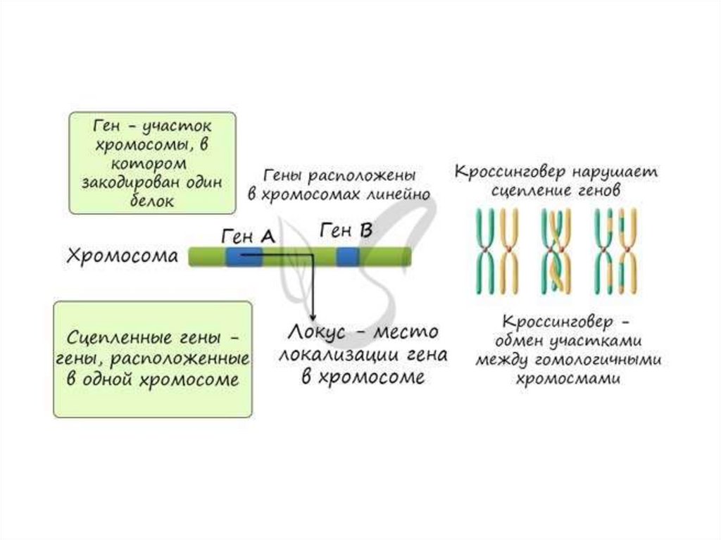 Каким номером на рисунке обозначена клетка из которой выделяют ген кодирующий инсулин