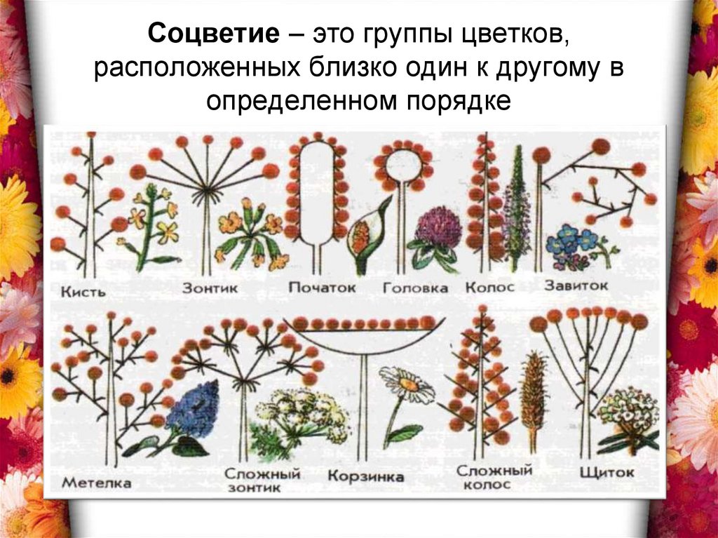 Тест цветок соцветие 6 класс. Соцветия растений.