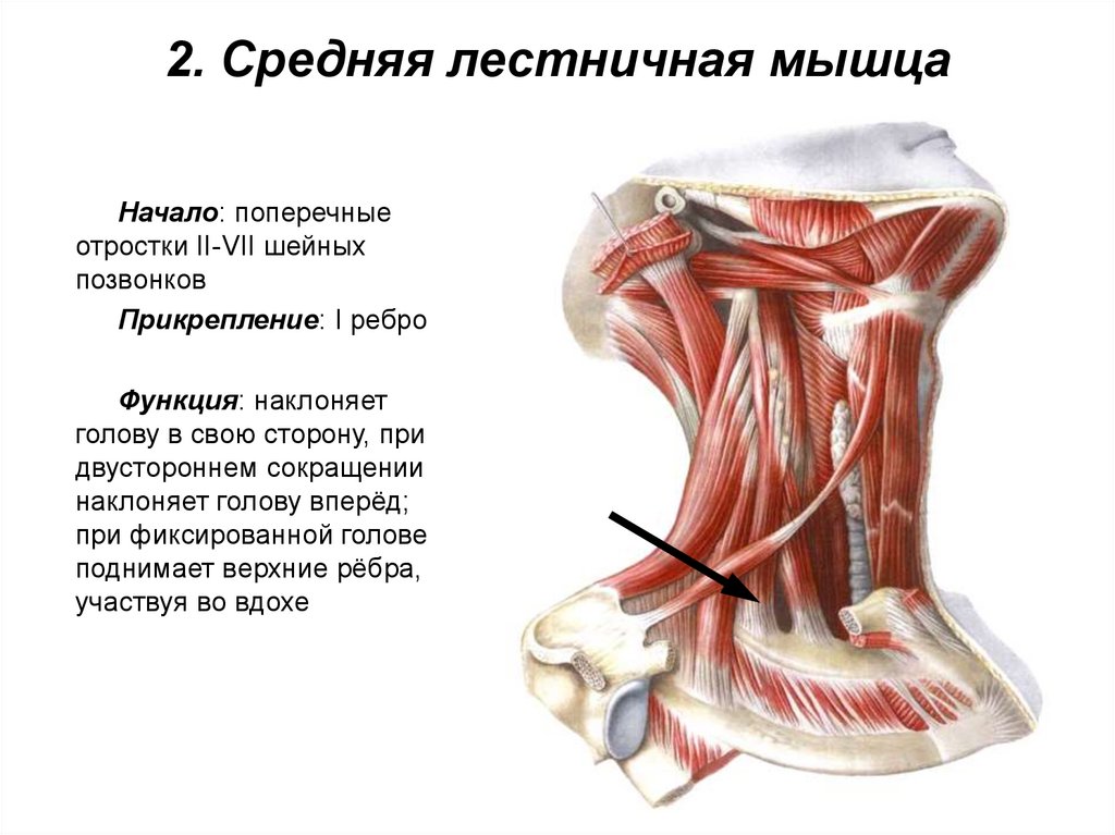 2. Средняя лестничная мышца