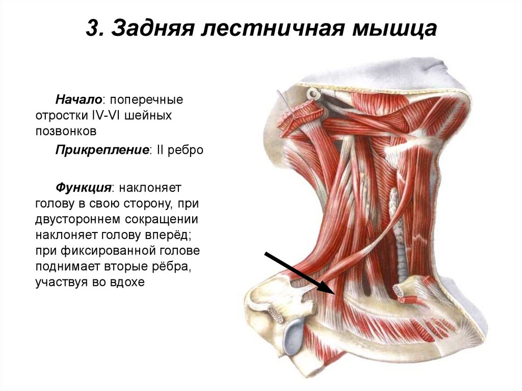 3. Задняя лестничная мышца