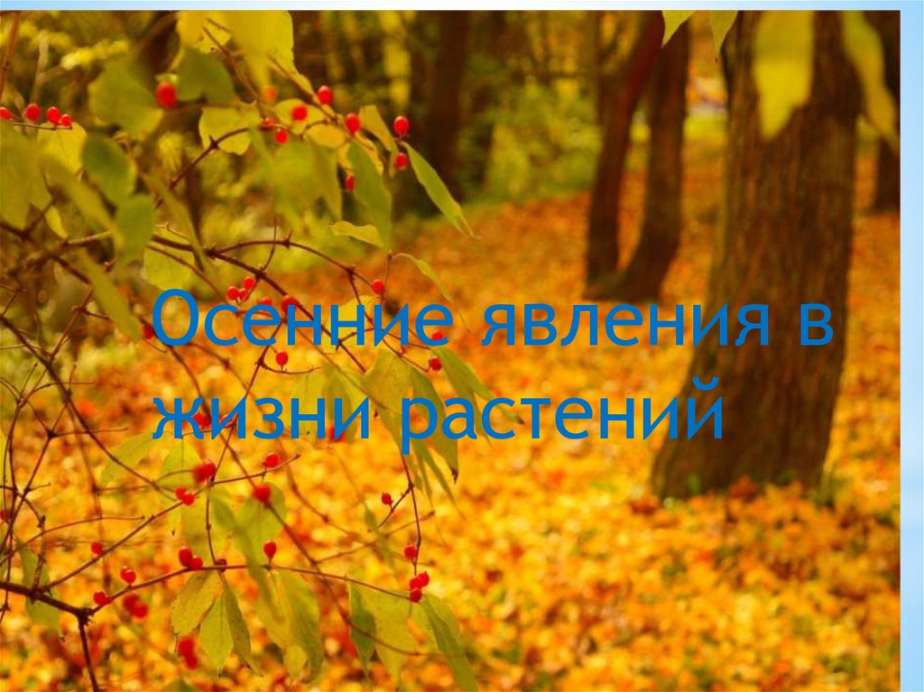 Действие осени. Осень в жизни растений. Осенние явления в жизни растений. Осенние явления в жизни растений родного края. Проект осенние явления в жизни растений.