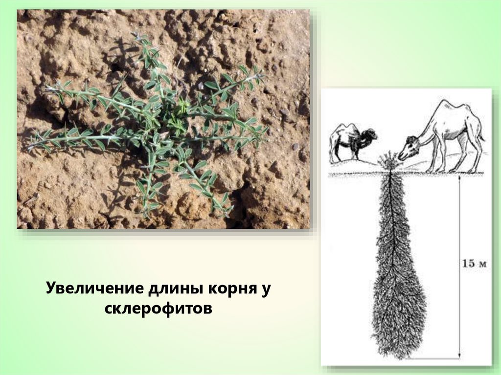 Длина корень. Увеличение длины корня у склерофитов какой отбор.