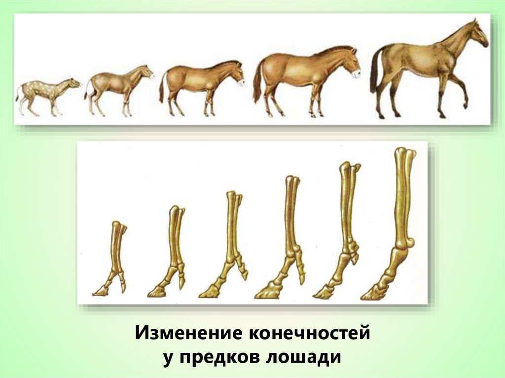 Филогенетические ряды. Филогенетический ряд предков лошади. Эогиппус предок лошади. Эволюция конечности лошади. Изменение конечностей у предков лошади.