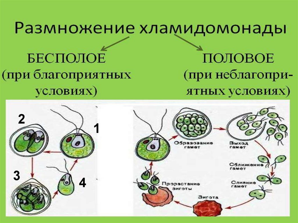 Размножение клеток водорослей. Вегетативное размножение хламидомонады. Размножение хламидомонады схема. Бесполое и половое размножение водорослей схема. Размножение хламидомонады схема 6 класс.