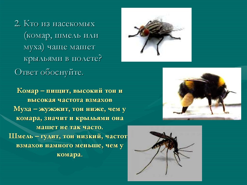 Почему мухи жужжат. Частота взмахов комара. Частота взмахов крыльев. Частота взмахов крыльев птицы. Частота взмахов крыльев пчелы.
