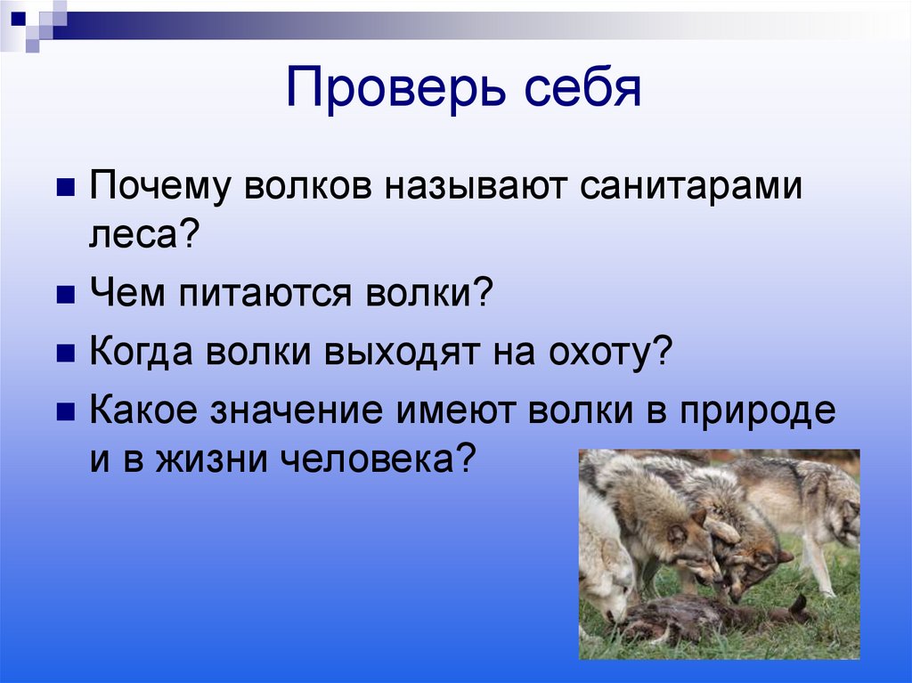 Санитары леса это кто. Почему волка называют санитаром леса. Волк санитар леса. Роль волка в природе.