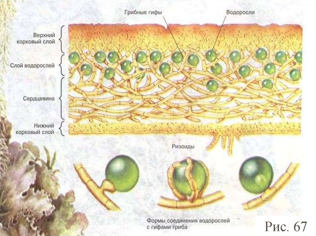 Биология 5 класс схема лишайника