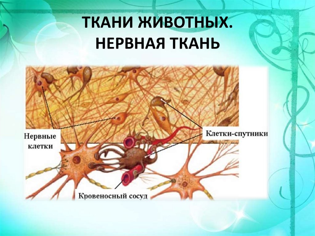 Группы тканей животных. Строение нервной ткани животных. Нервная ткань животных строение и функции. Нервная ткань животного. Клетки нервной ткани животных.