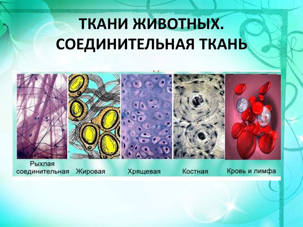 Живой тканью является. Строение соединительной ткани животных 7 класс. Строение клеток соединительной ткани. Соединенительнаяткань животных. Типы клеток соединительной ткани таблица.