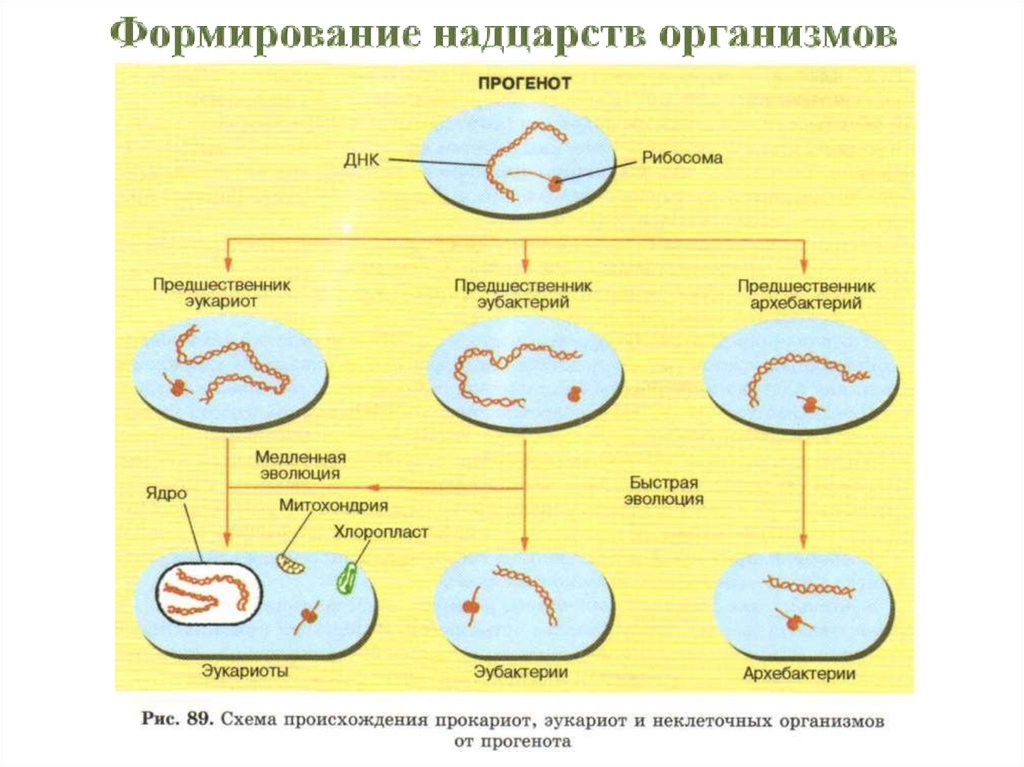 Развитие прокариот. Гипотеза биопоэза этапы. Теория биопоэза этап биологической эволюции. Схема возникновения эукариот. Возникновение эукариот от прокариот.
