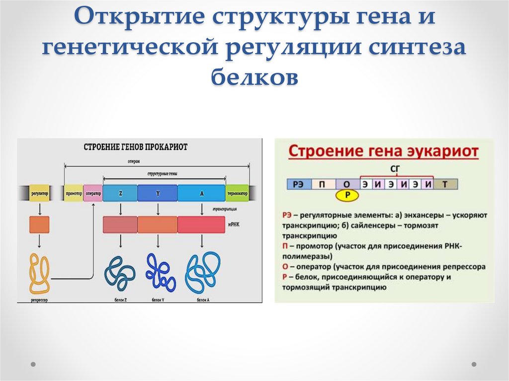 Участки структурного гена. Открытие структуры Гена и генетической регуляции. Строение Гена генетика. Ген структура Гена. Строение структурных генов.