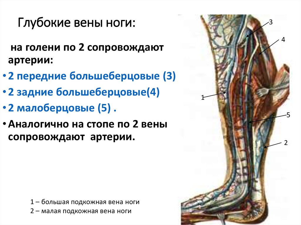 Тибиоперонеальный ствол в венах ног. Двойная система венозного дренажа. Мелкоточечные раны в проекции вены , механизм образования.