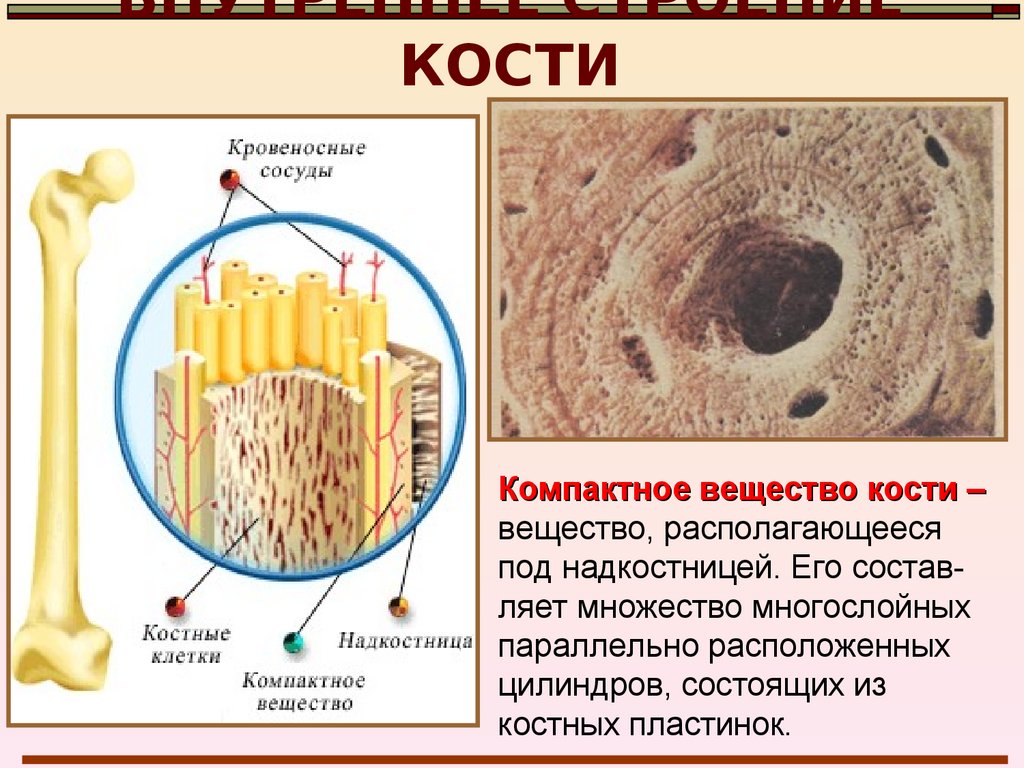 Трубчатое вещество. Строение компактного вещества кости. Компактное вещество. Строение компактного вещества трубчатой кости. Компактное и губчатое вещество кости.