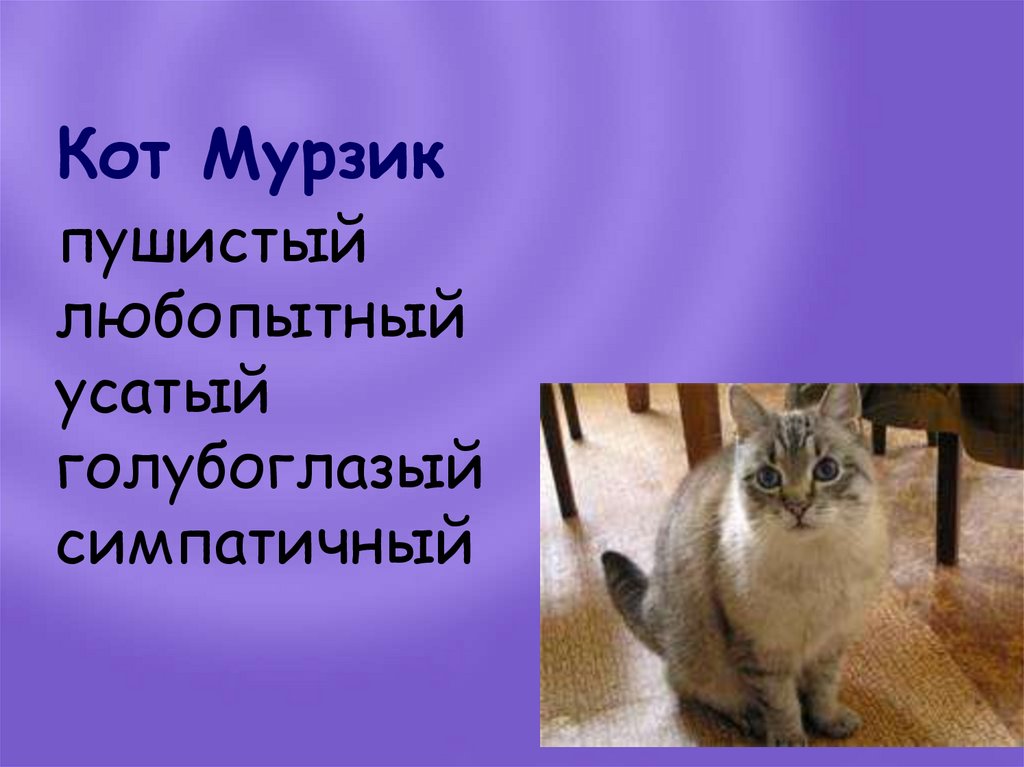 Кот Мурзик пушистый любопытный усатый голубоглазый симпатичный