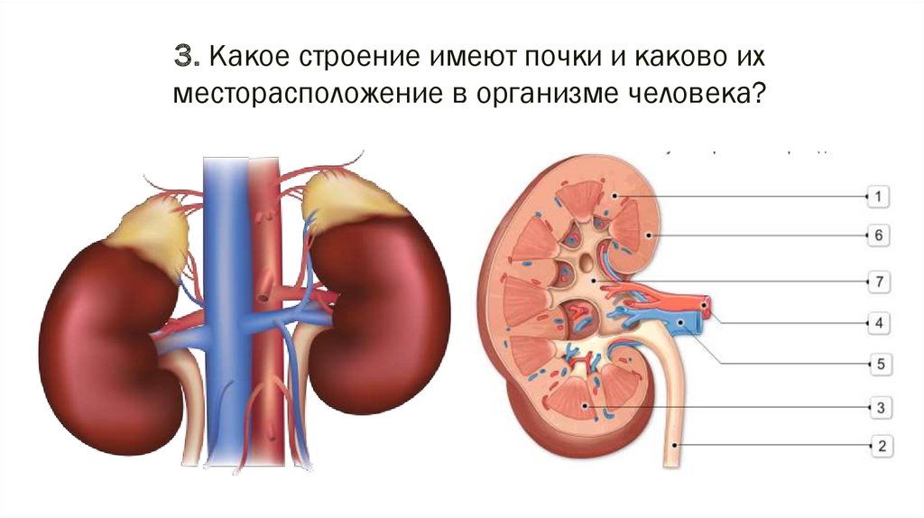 Какое строение 4